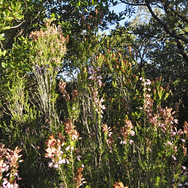 gite, hérault, naturisme, mourèze, nature