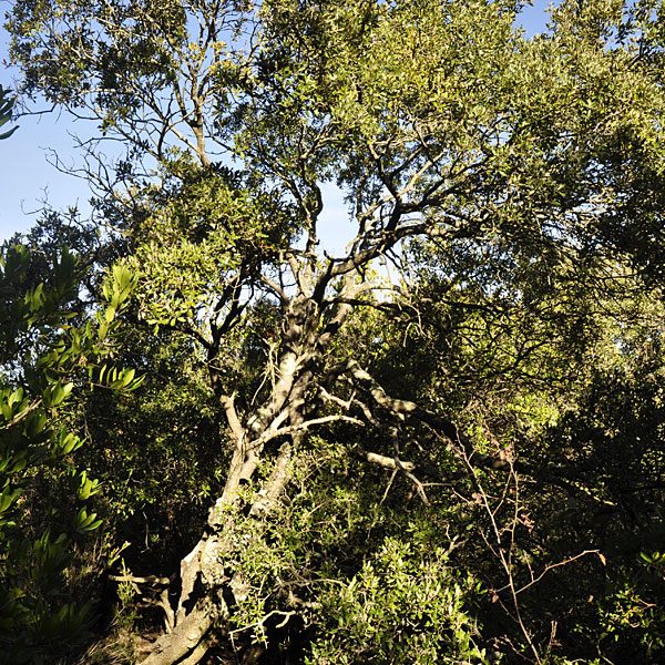 gite, hérault, naturisme, mourèze, nature