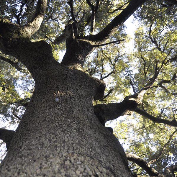 gite, hérault, naturisme, mourèze, nature