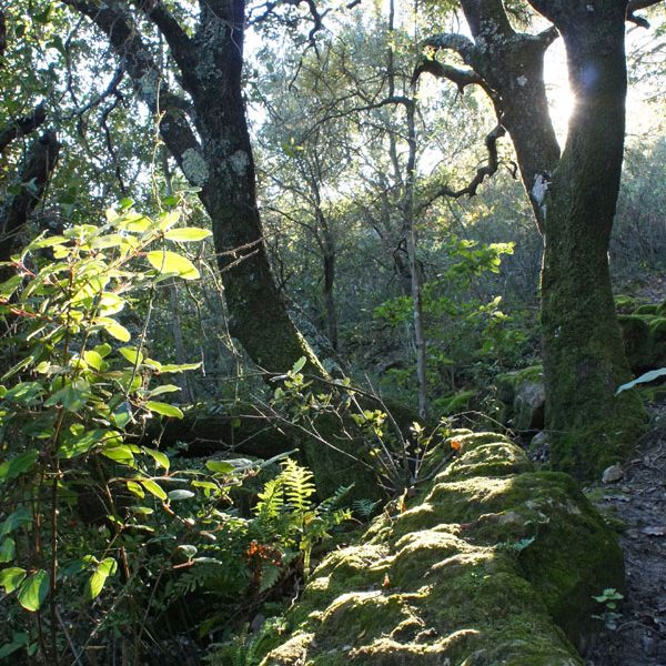 gite, hérault, naturisme, mourèze, nature